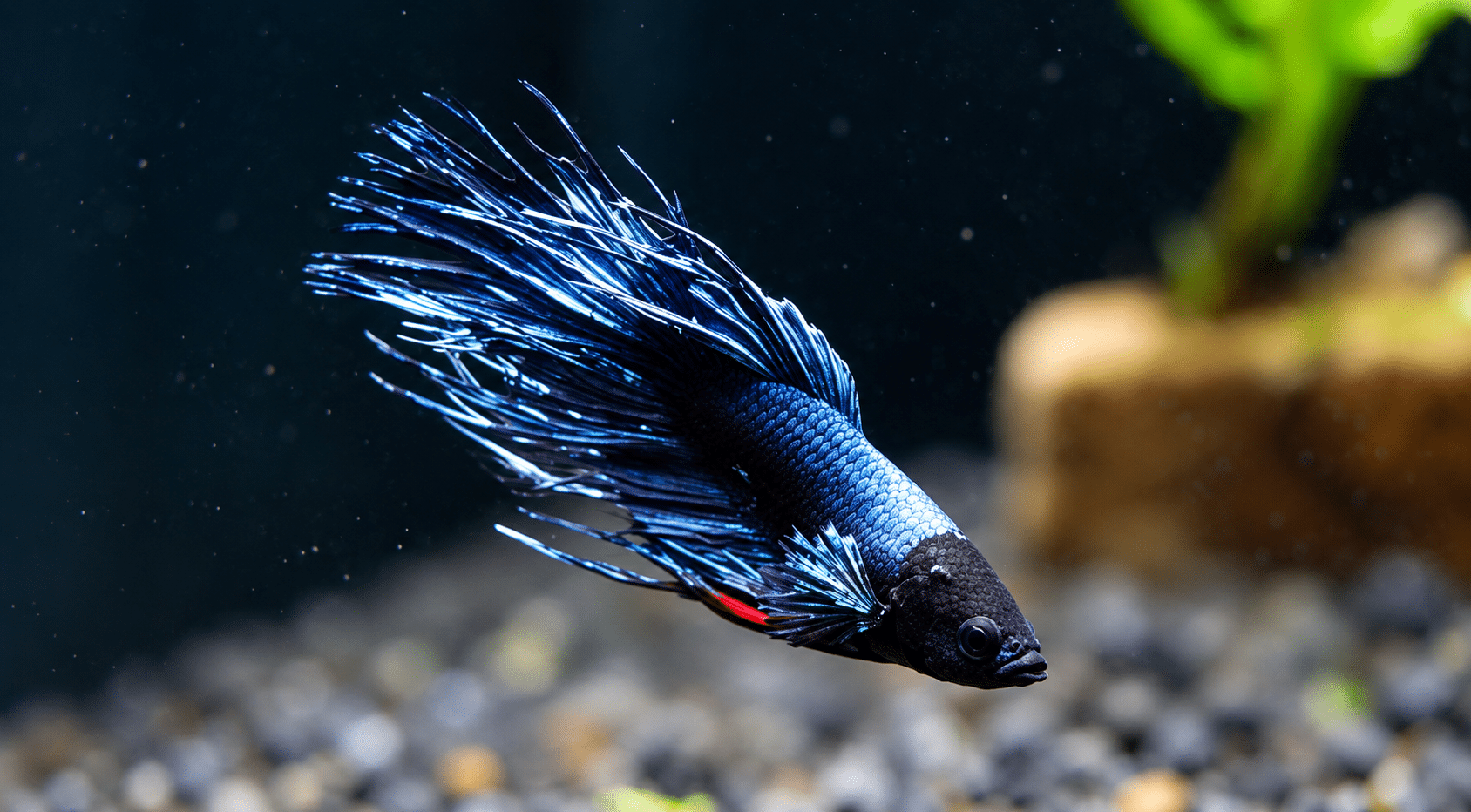 Blauer Fisch im Wasser